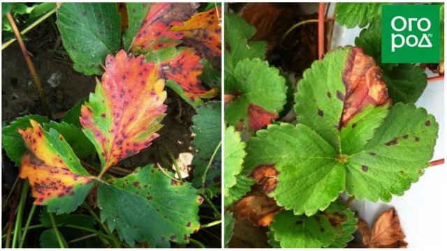 У клубники краснеют листья причина и лечение фото